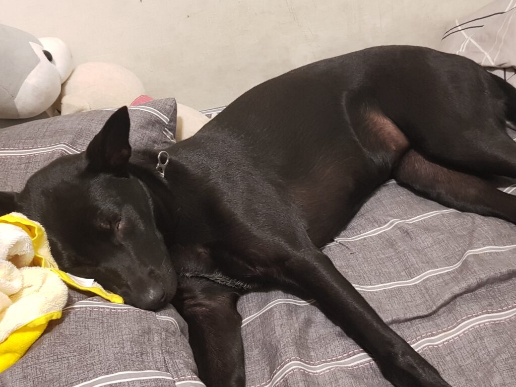 狗狗睡覺