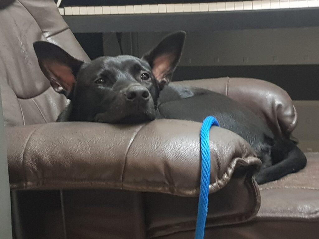 狗狗睡覺